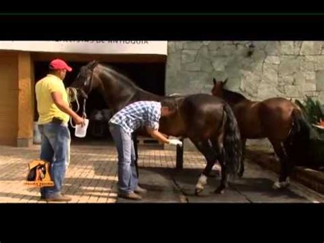 mujer folla con pony|La polla del caballo llena mi coño .